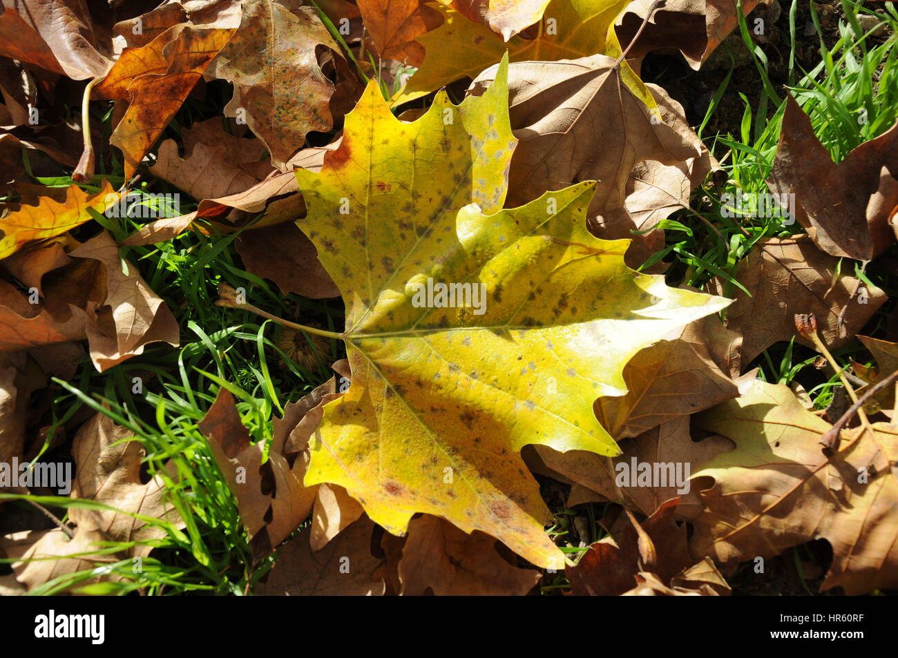 La foglia di Autum, Spagna Foto Stock