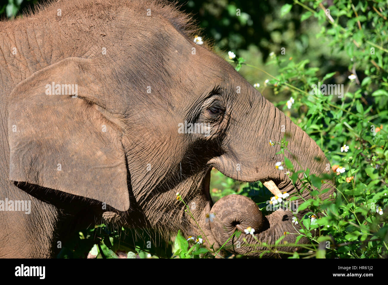 Baby Elephant in soccorso di Elephant Park (Chiang Mai - Thailandia) Foto Stock