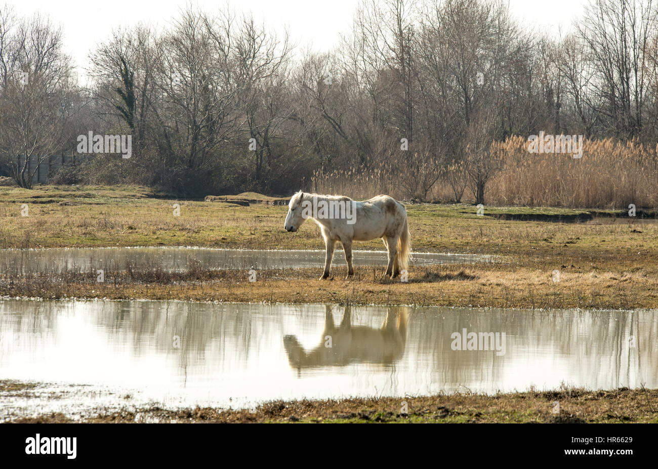 Bellissimi cavalli Camargue nella riserva naturale parco della foce dell'Isonzo Foto Stock