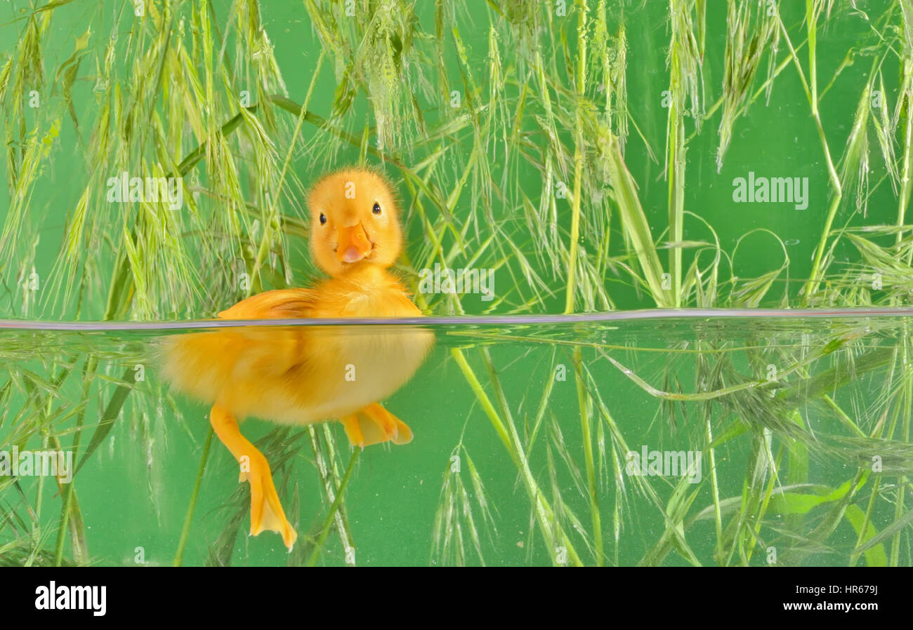 Little duck galleggiante in acqua isolato Foto Stock