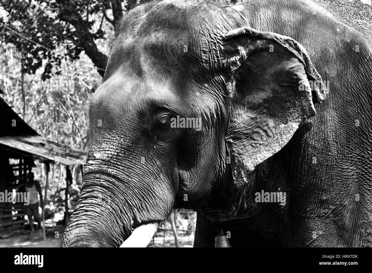 Elefante, Ponda, Goa, India Foto Stock