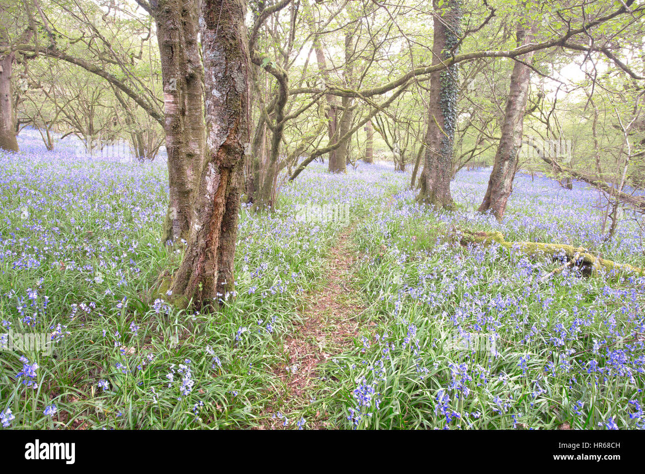Bluebells in un bosco inglese in tarda primavera/estate precoce Meldon boschi Devon UK Foto Stock