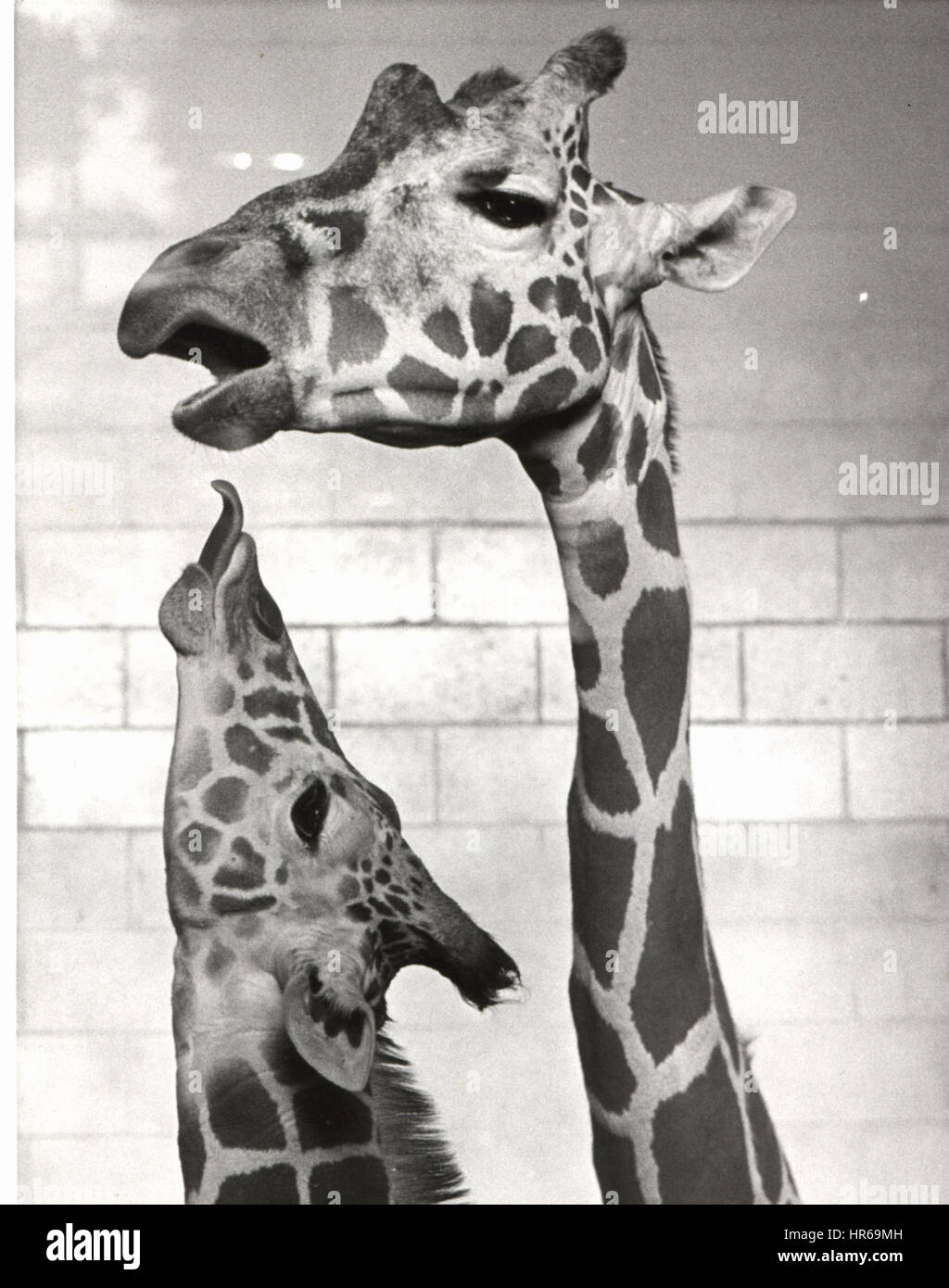 Baby giraffe raches fino al bacio mamma presso lo Zoo di Dallas 1985 Foto Stock