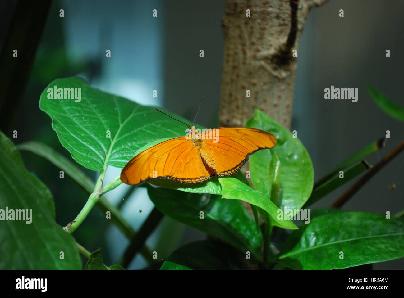Farfalla arancione Foto Stock