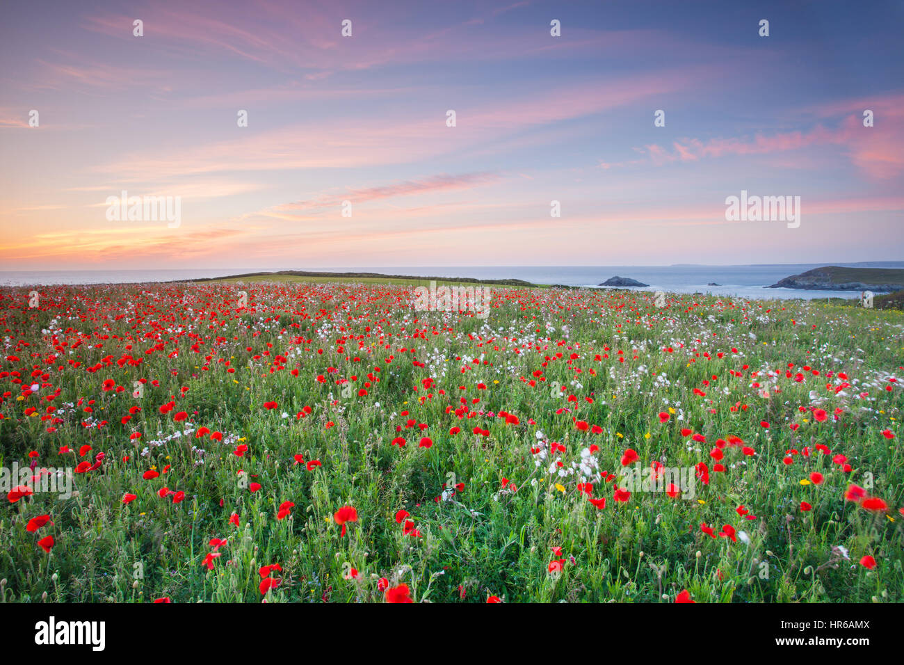 Un campo di papaveri che si affaccia sulla costa a ovest Pentire Point, Crantock in Cornovaglia Foto Stock