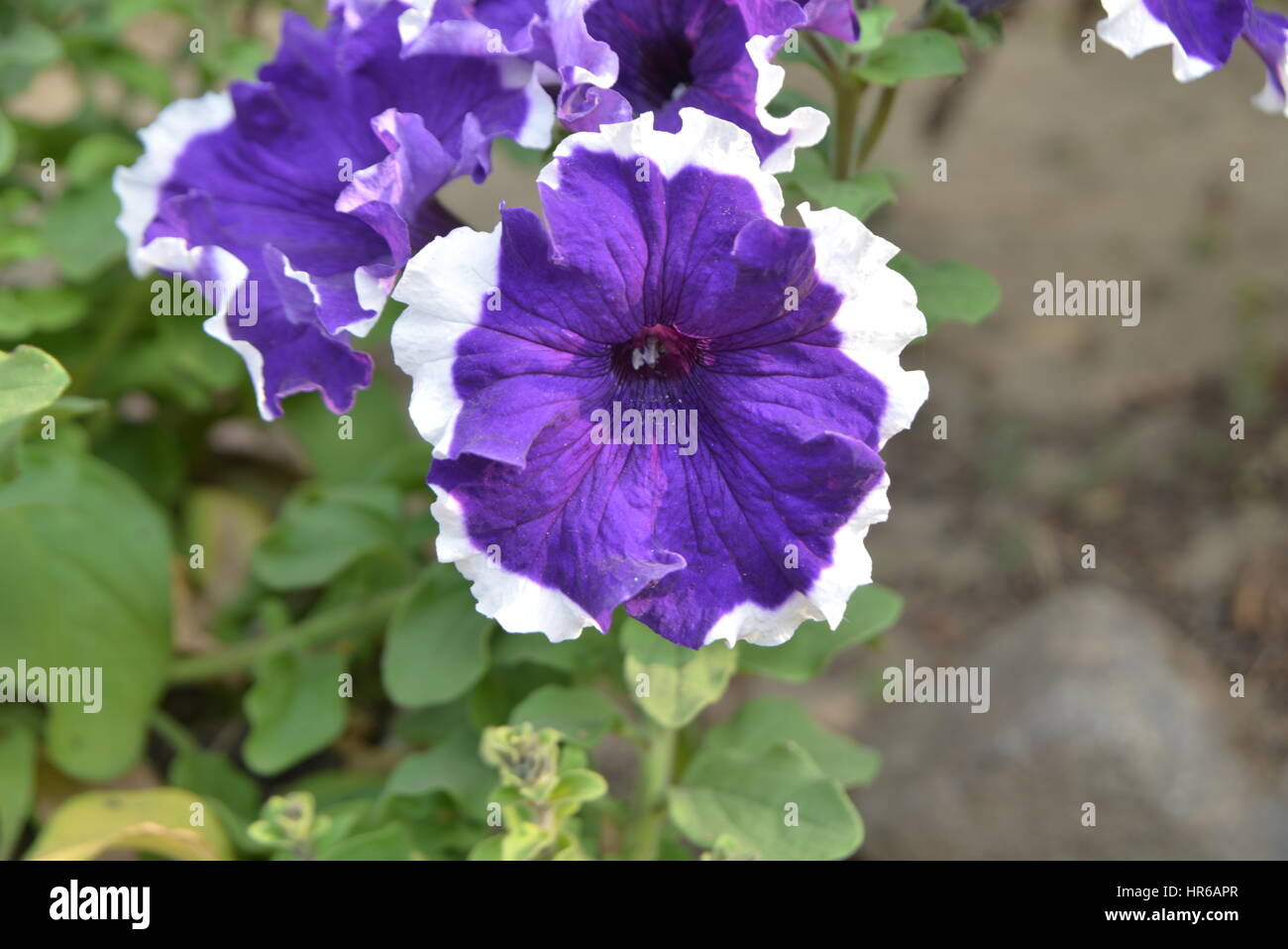 Bella viola sconosciuto & fiore bianco | Fotografia naturalistica Foto Stock