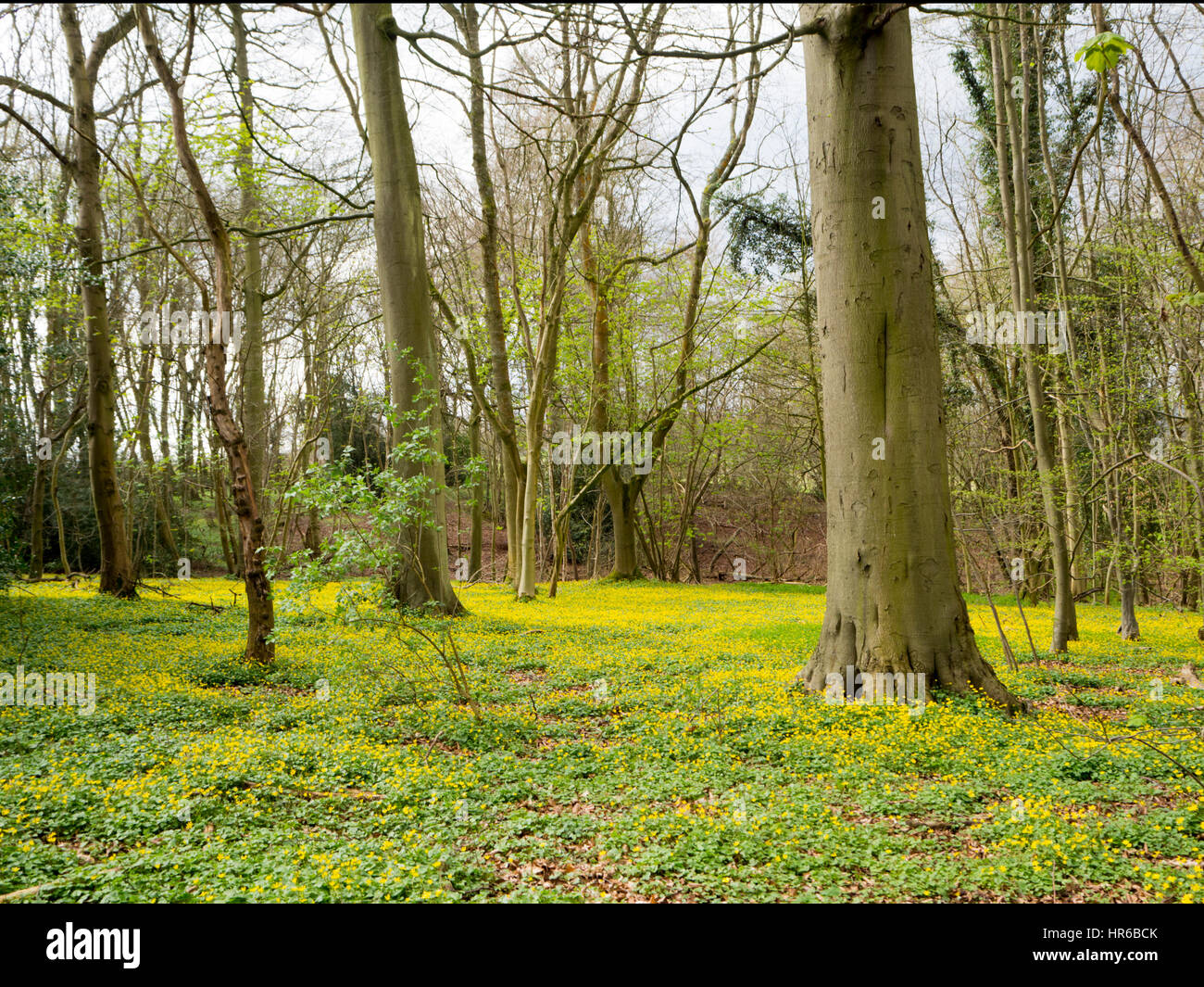 Celandines minore in un bosco a Chenies vicino a Chenies Manor. Nuove lamine appena che compaiono su alberi decidui con un tappeto di fiori gialli. Foto Stock