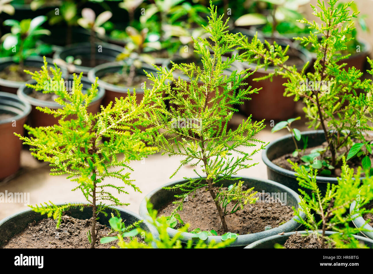 Piccoli germogli verdi di abete rosso o abete pianta alberi con foglie, lascia crescere dal suolo in vasi in serra o in serre riscaldate. Molla, concetto di nuova Lif Foto Stock