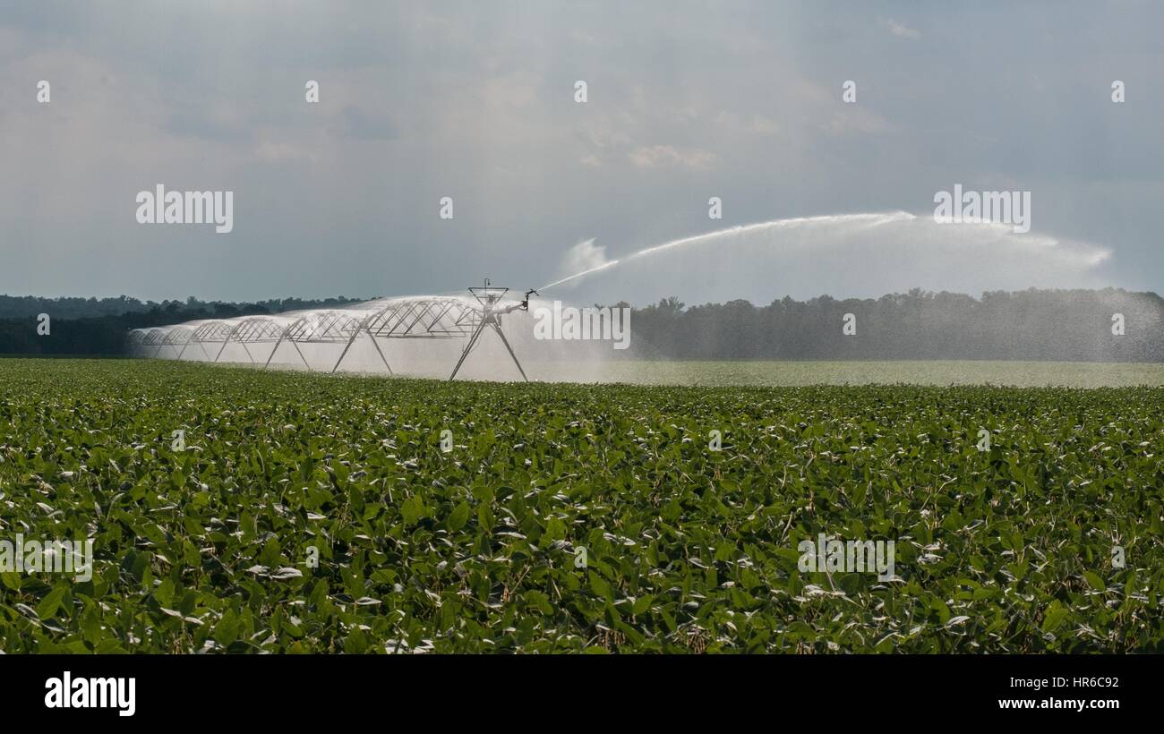 Irrigazione sprinkler, Hannover, Virginia, 2013. Immagine cortesia lancia Cheung/USDA. Foto Stock