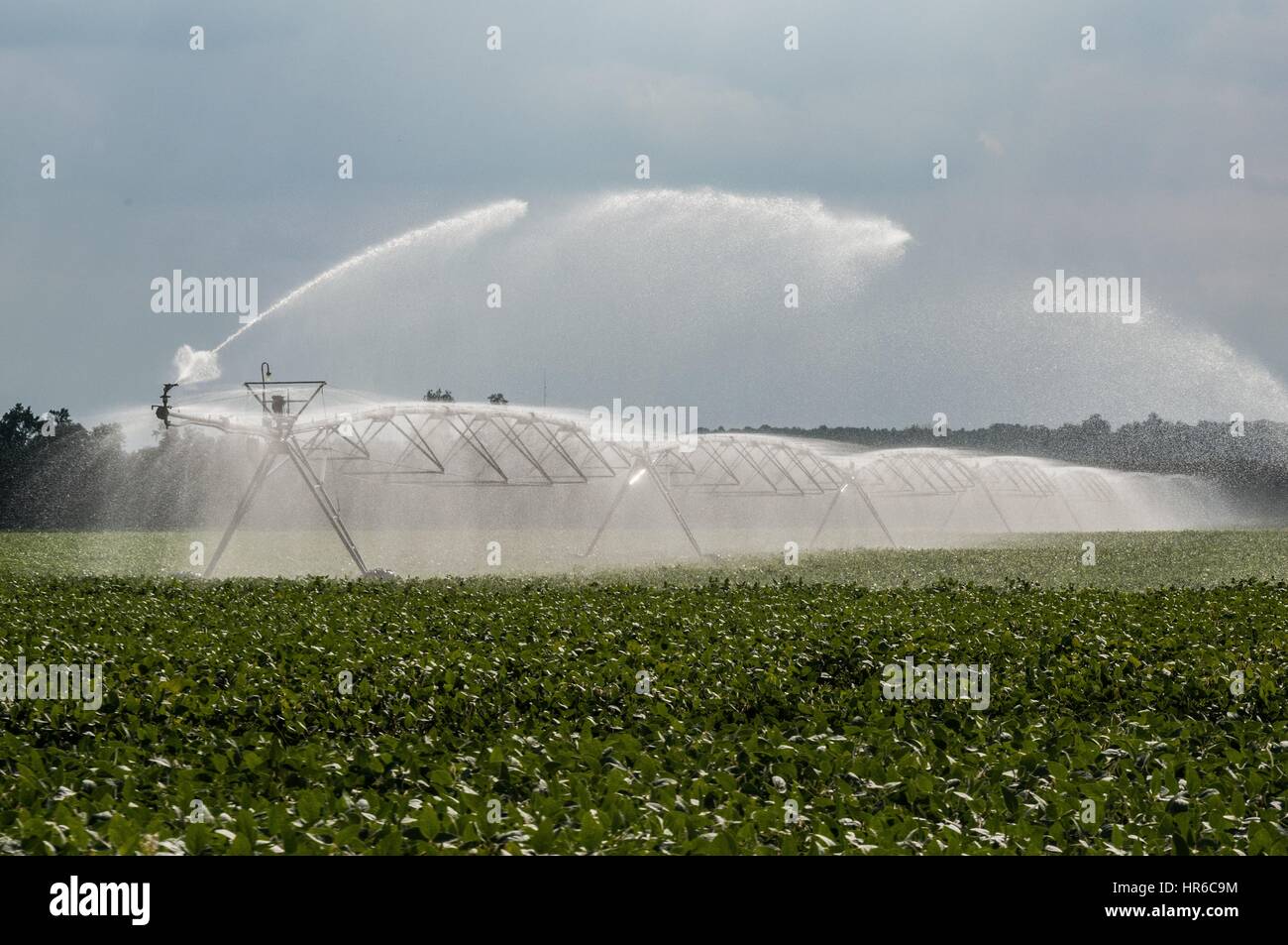 Irrigazione sprinkler, Hannover, Virginia, 20 settembre 2013. Immagine cortesia lancia Cheung/USDA. Foto Stock