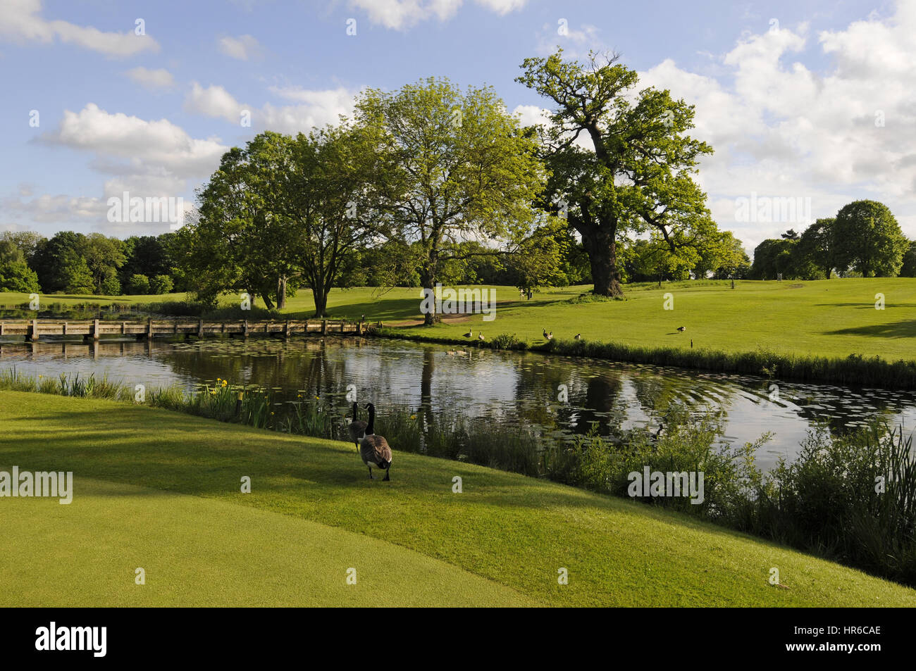 Vista sul lago accanto al XV verde, l'Hertfordshire Golf Club, Broxbourne, Hertfordshire, Inghilterra Foto Stock