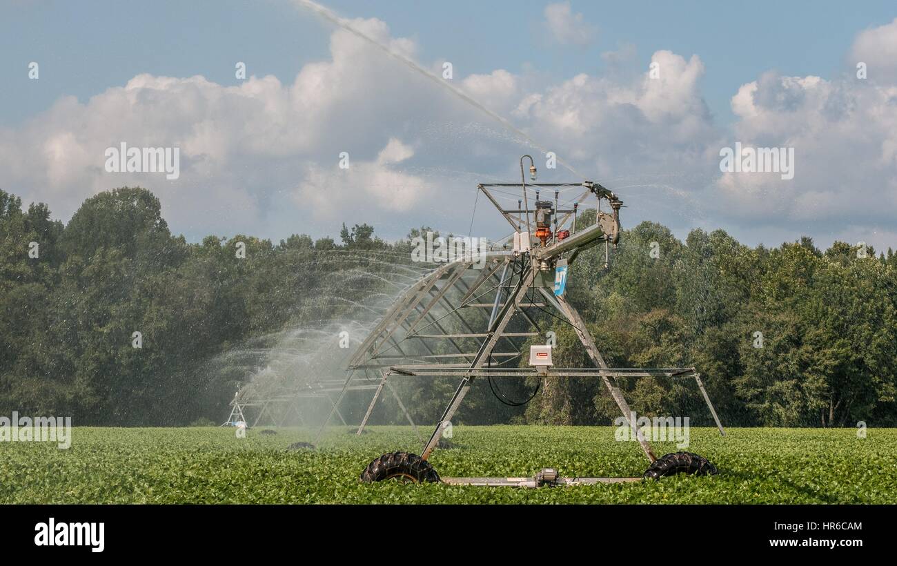 Irrigazione sprinkler, Hannover, Virginia, 20 settembre 2013. Immagine cortesia lancia Cheung/USDA. Foto Stock