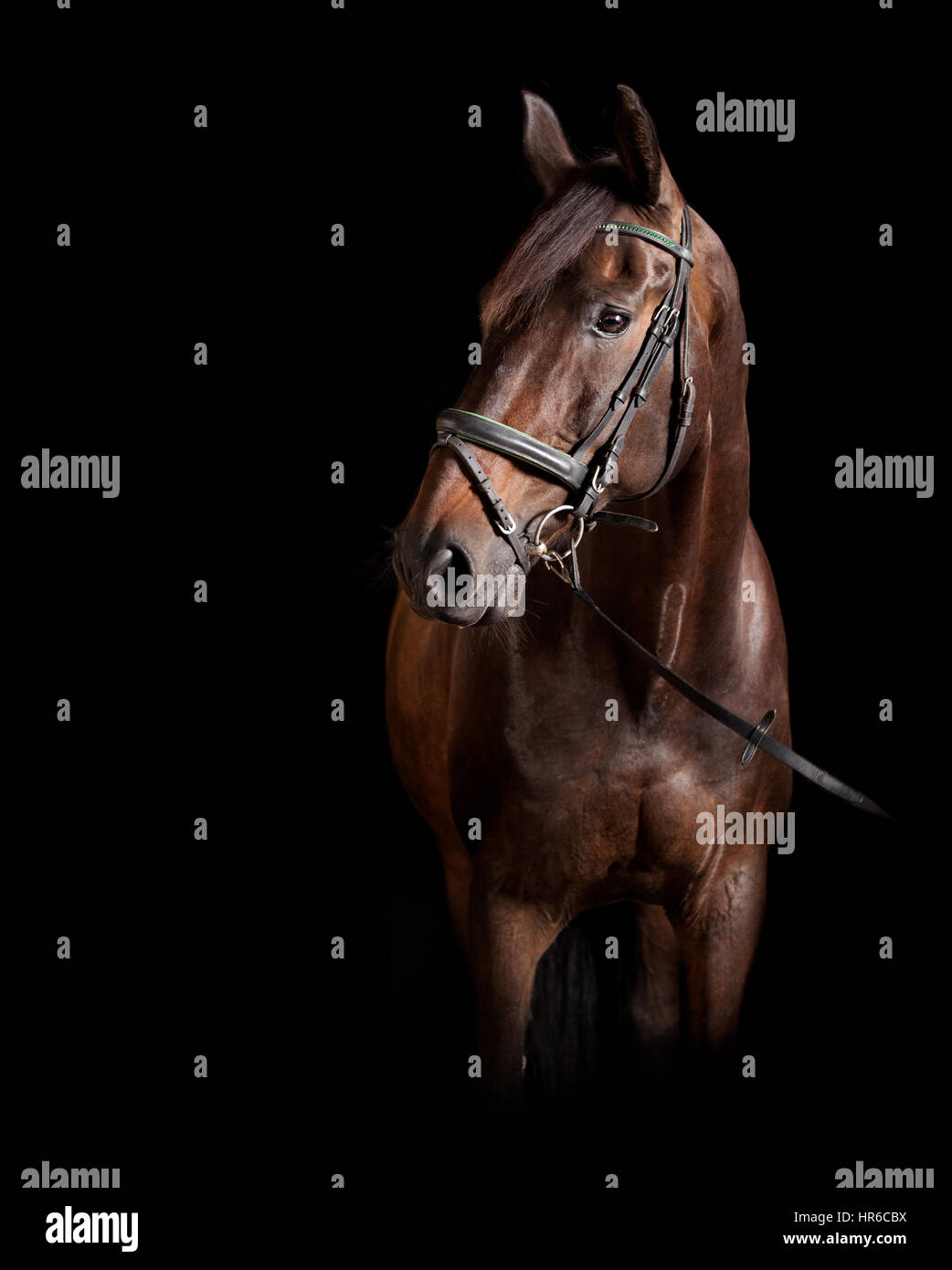 Un marrone Holstein cavallo con briglia su sfondo nero in studio Foto Stock