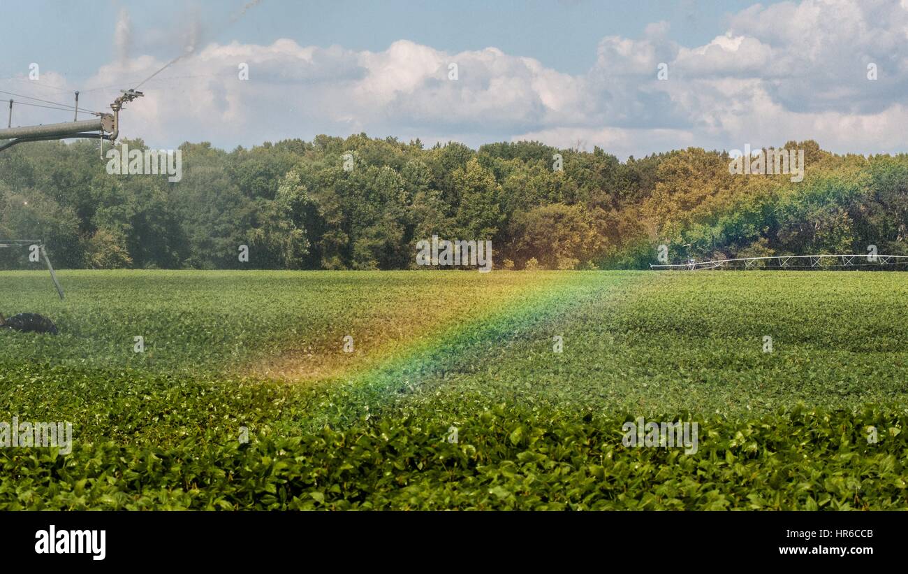 Rainbow creata dalla nebbia da un perno a sprinkler, Hannover, Virginia, 2013. Immagine cortesia lancia Cheung/USDA. Foto Stock