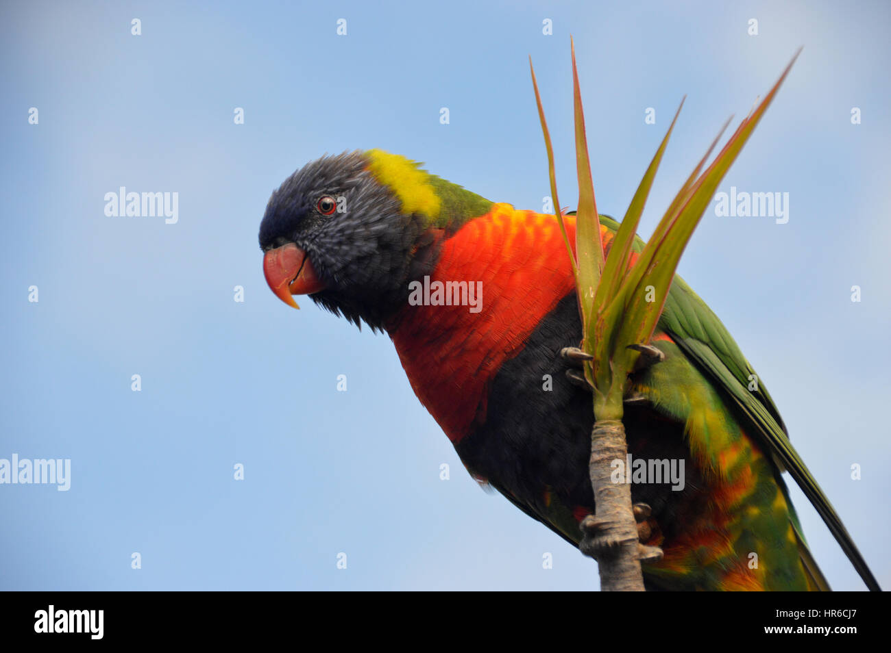 Una chiusura Lone Rainbow Lorikeet (Trichoglossus Moluccanus) in una struttura ad albero Symbio Wildlife Park, Doncaster,Sydney, Nuovo Galles del Sud, Australia, Foto Stock