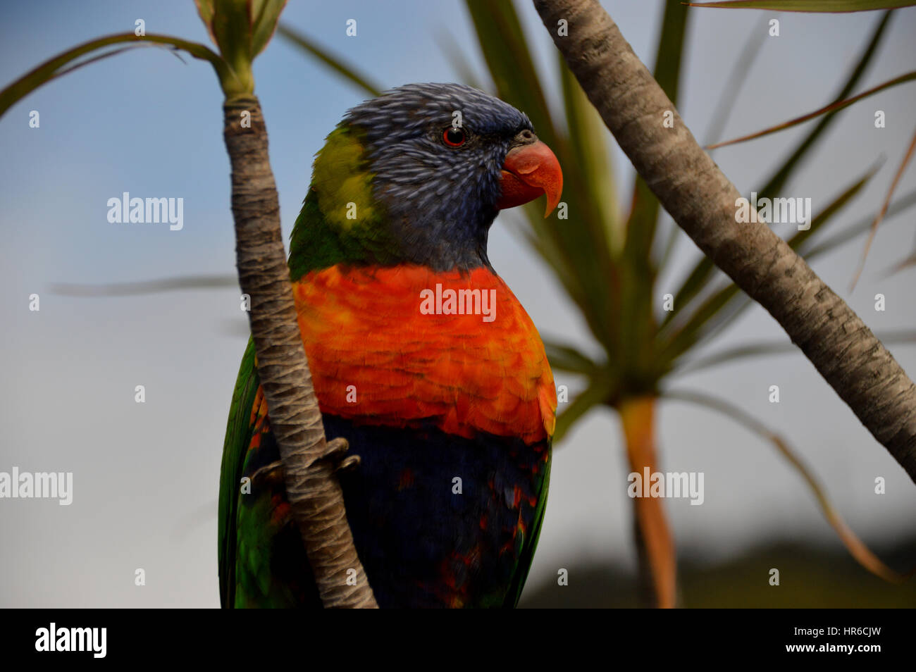 Una chiusura Lone Rainbow Lorikeet (Trichoglossus Moluccanus) in una struttura ad albero Symbio Wildlife Park, Doncaster,Sydney, Nuovo Galles del Sud, Australia, Foto Stock