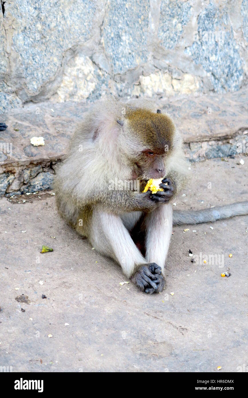 Monkey mangiare una banana Foto Stock