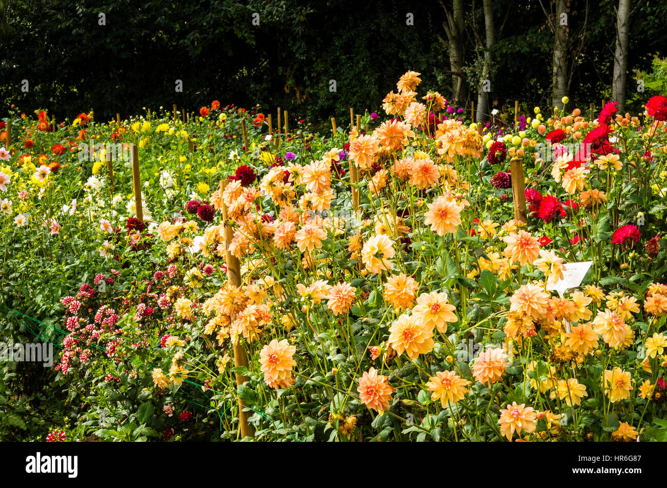 Un campo di vivaio di crescente fioritura dalie in Hampshire REGNO UNITO Foto Stock