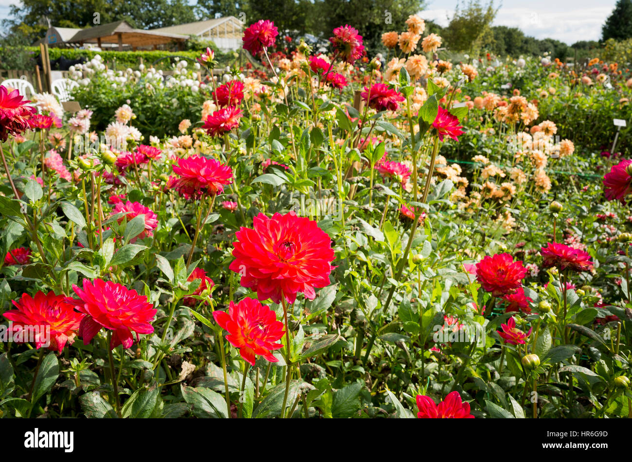 Un campo di vivaio di crescente fioritura dalie in Hampshire REGNO UNITO Foto Stock
