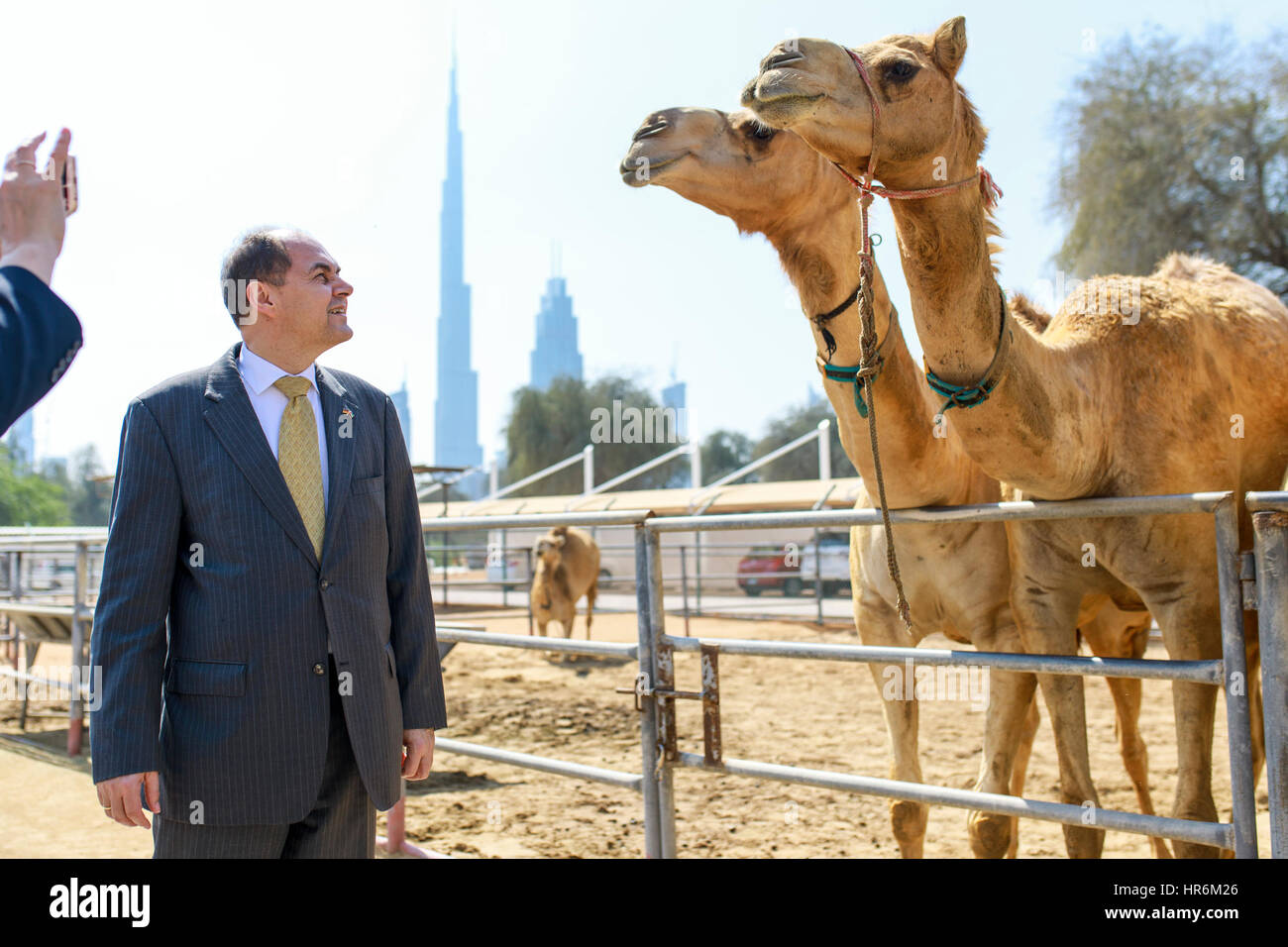 Dubai, Emirati Arabi Uniti. Il 27 febbraio, 2017. Christian Schmidt (CSU), Ministro federale dell'Agricoltura e dell'alimentazione, sorge accanto a dromedari durante una visita al Central Veterinary Research Laboratory di Dubai, Emirati Arabi Uniti, 27 febbraio 2017. Schmidt vede opportunità di crescita negli alimenti da esportazioni dalla Germania verso la regione di golf. Il suo scopo è quello di consentire ai piccoli e middle-class gli imprenditori a entrare nel mercato, Schmidt ha detto lunedì in occasione della sua visita negli Emirati Arabi Uniti. Foto: Michael Gottschalk/photothek.net piscina/dpa/Alamy Live News Foto Stock