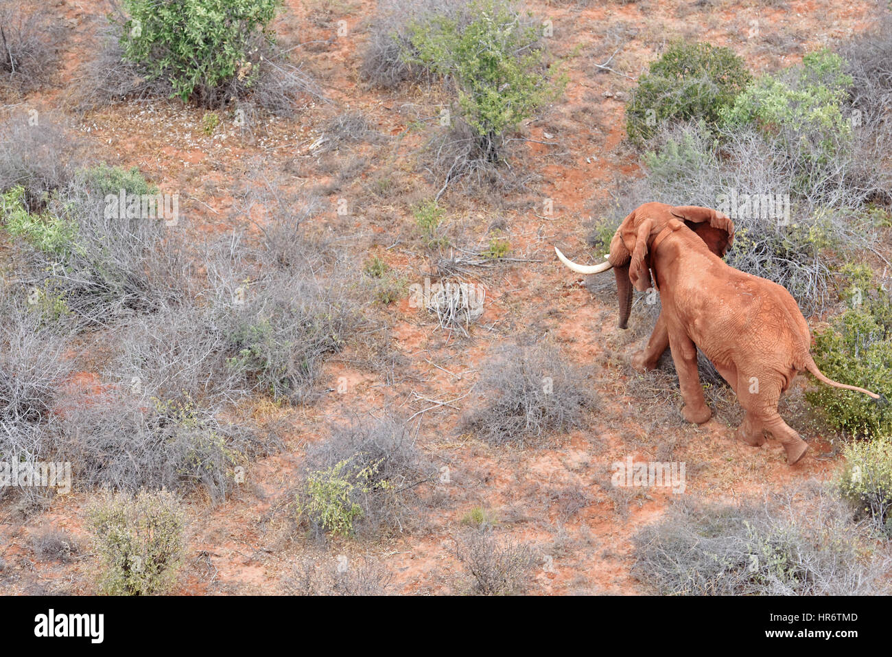 Voi. Il 23 febbraio, 2017. Foto scattata nel febbraio 23, 2017 mostra un elefante con un dispositivo di tracciamento al Tsavo West National Park, vicino a voi, Kenya. Il Kenya Wildlife Service (KWS) effettuato un censimento aereo che si è conclusa lo scorso fine settimana su elefanti e altri grandi mammiferi a 48,656 square-chilometro ecosistema Tsavo-Mkomkazi a cavallo del confine Kenya-Tanzania per rafforzare la loro protezione in mezzo alle molteplici minacce. Credito: Sun Ruibo/Xinhua/Alamy Live News Foto Stock