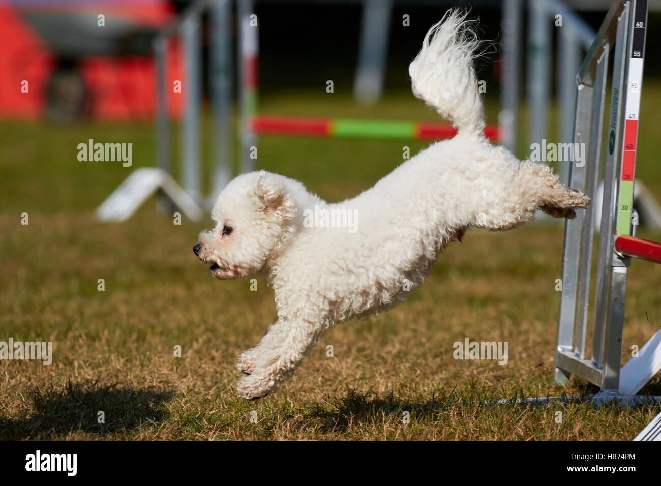 Bichon à poil frisé facendo agility jumping Foto Stock