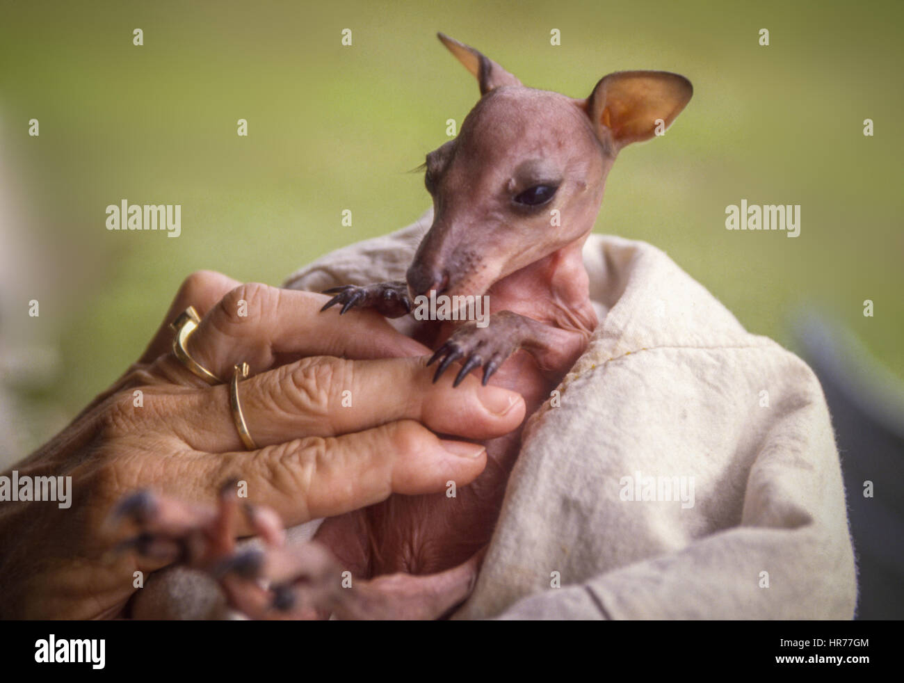 Un salvato baby kangaroo Foto Stock