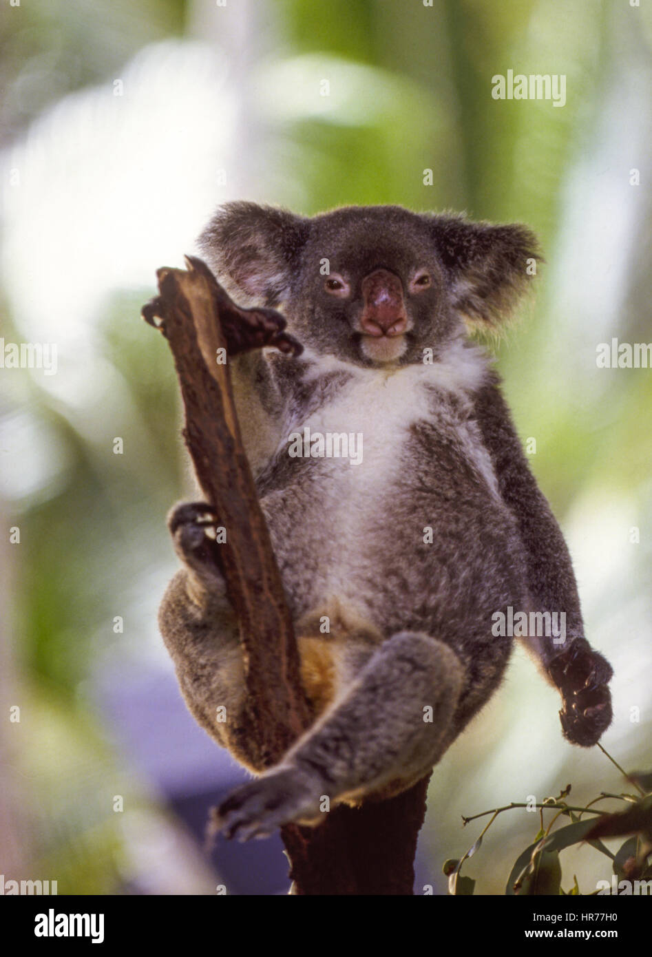 Un koala da portare in appoggio in una struttura ad albero, Queensland, Australia Foto Stock
