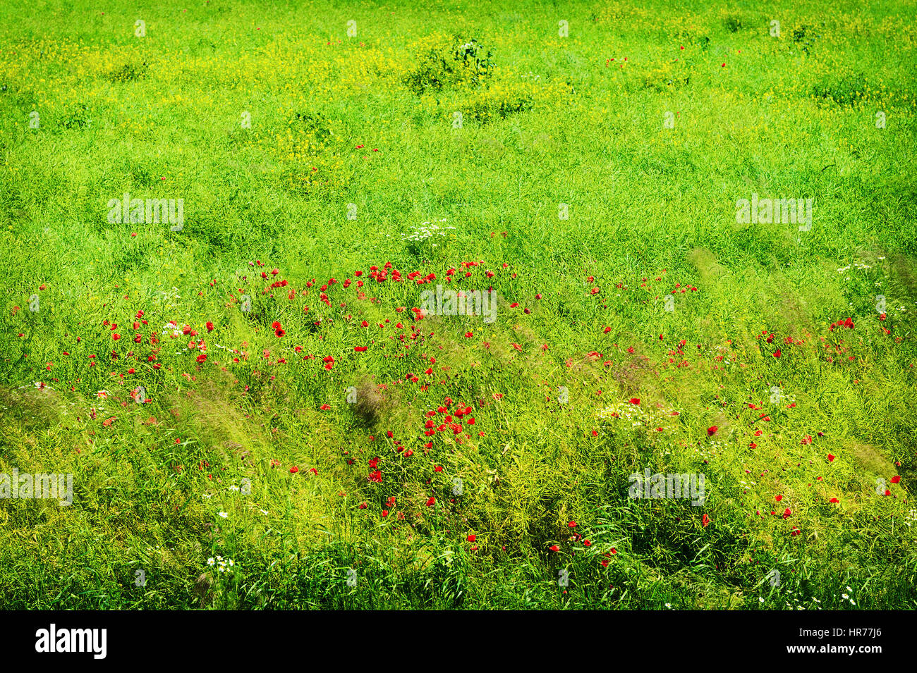 Molla verde prato con fioritura di papaveri rossi in presenza di luce solare. Pomerania, Polonia. Foto Stock
