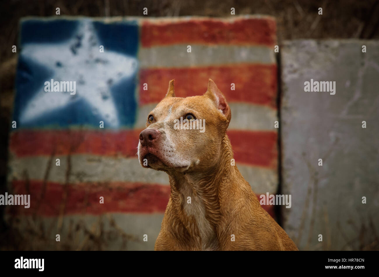 L'American Pit Bull Terrier cane Foto Stock