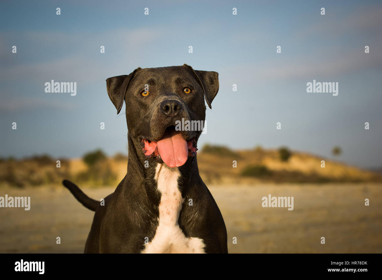 L'American Pit Bull Terrier cane Foto Stock