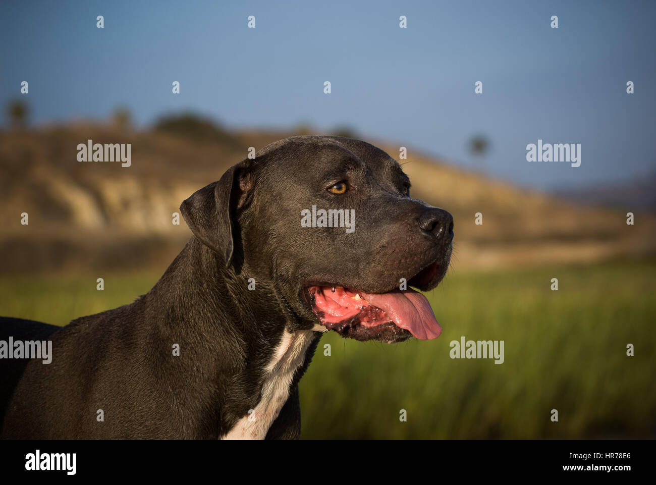 L'American Pit Bull Terrier cane Foto Stock