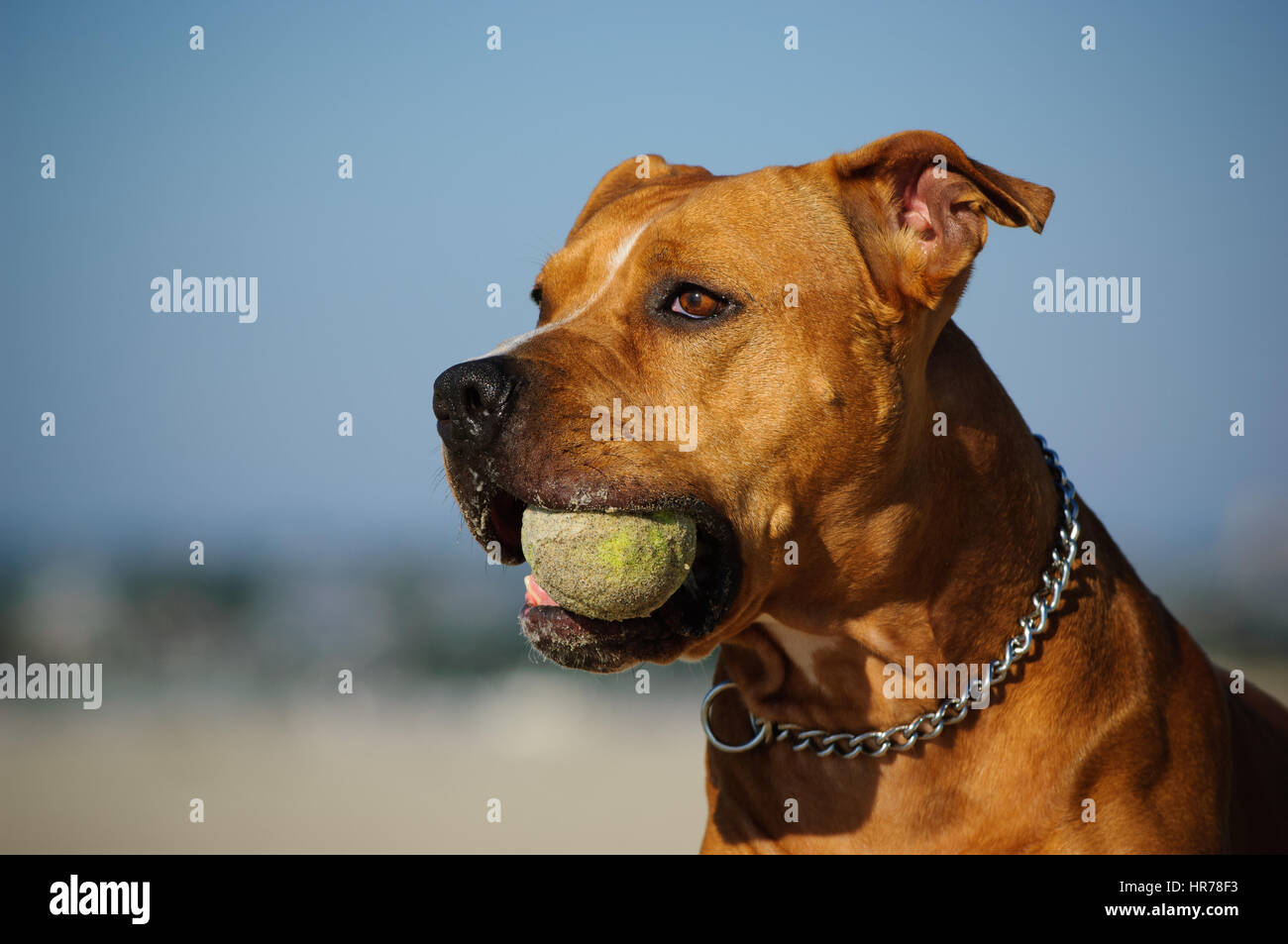 L'American Pit Bull Terrier cane Foto Stock