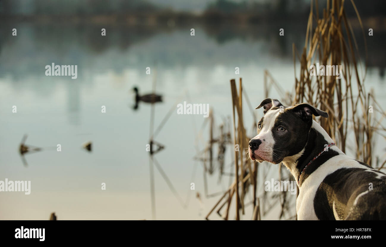 L'American Pit Bull Terrier cane Foto Stock