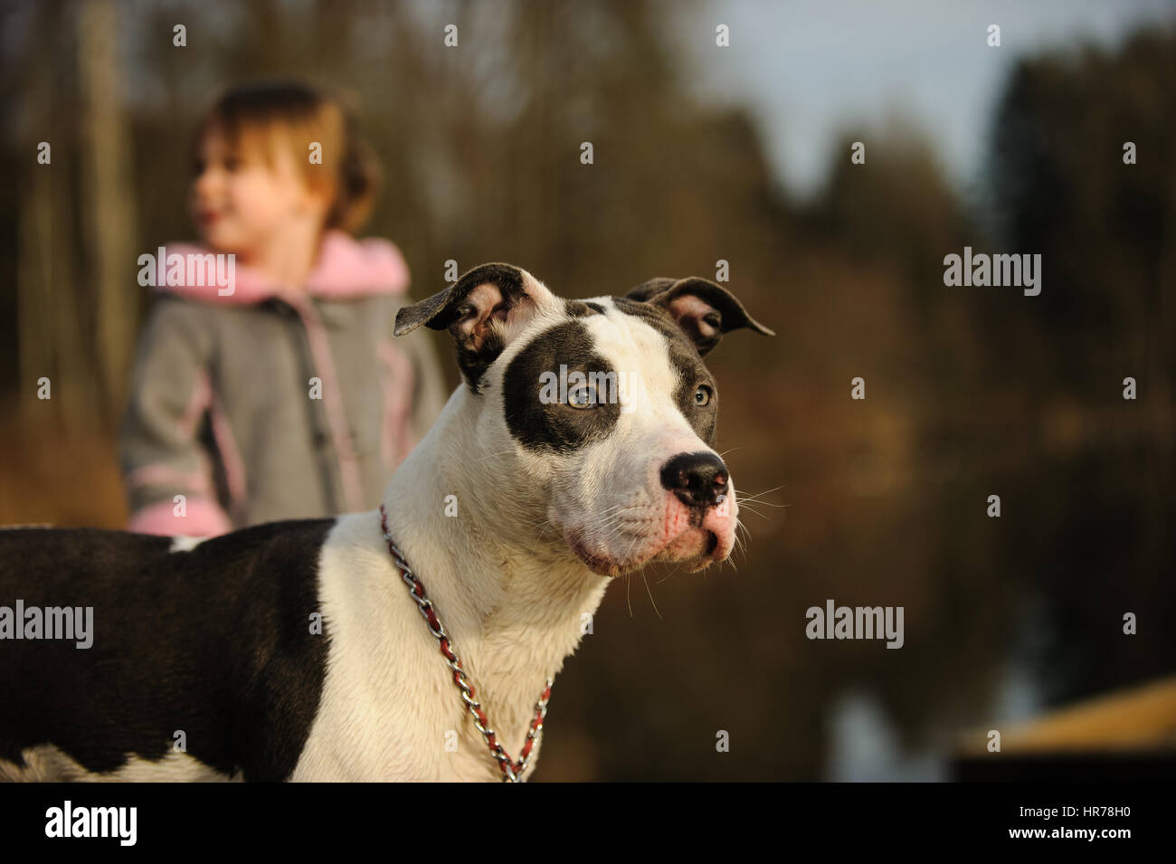 L'American Pit Bull Terrier cane Foto Stock