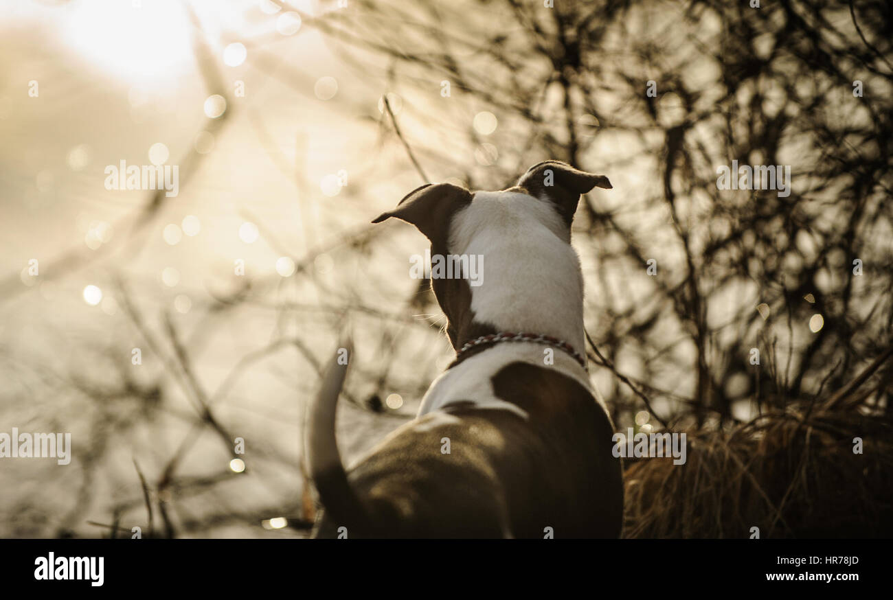 L'American Pit Bull Terrier cane Foto Stock