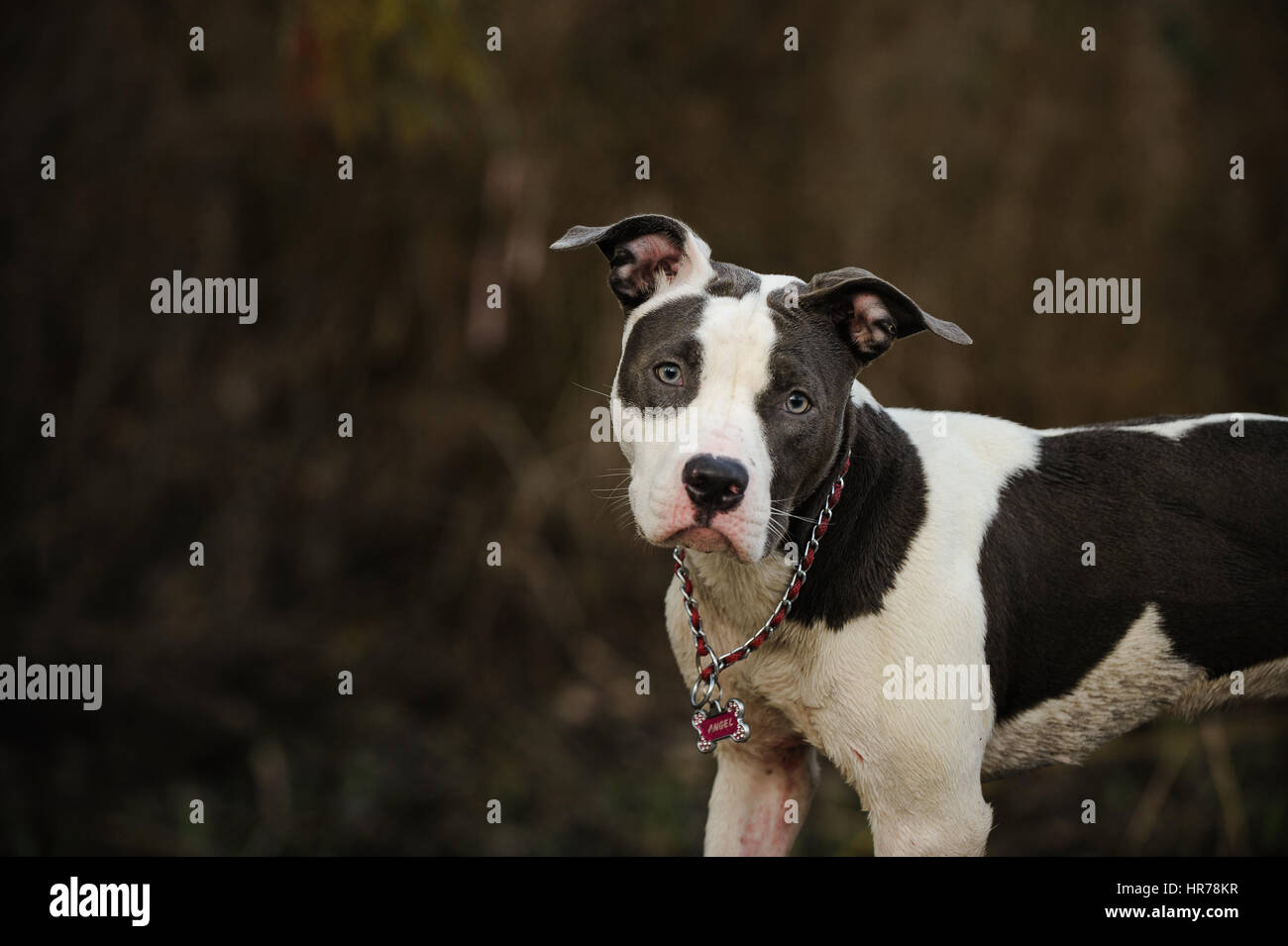 L'American Pit Bull Terrier cane Foto Stock