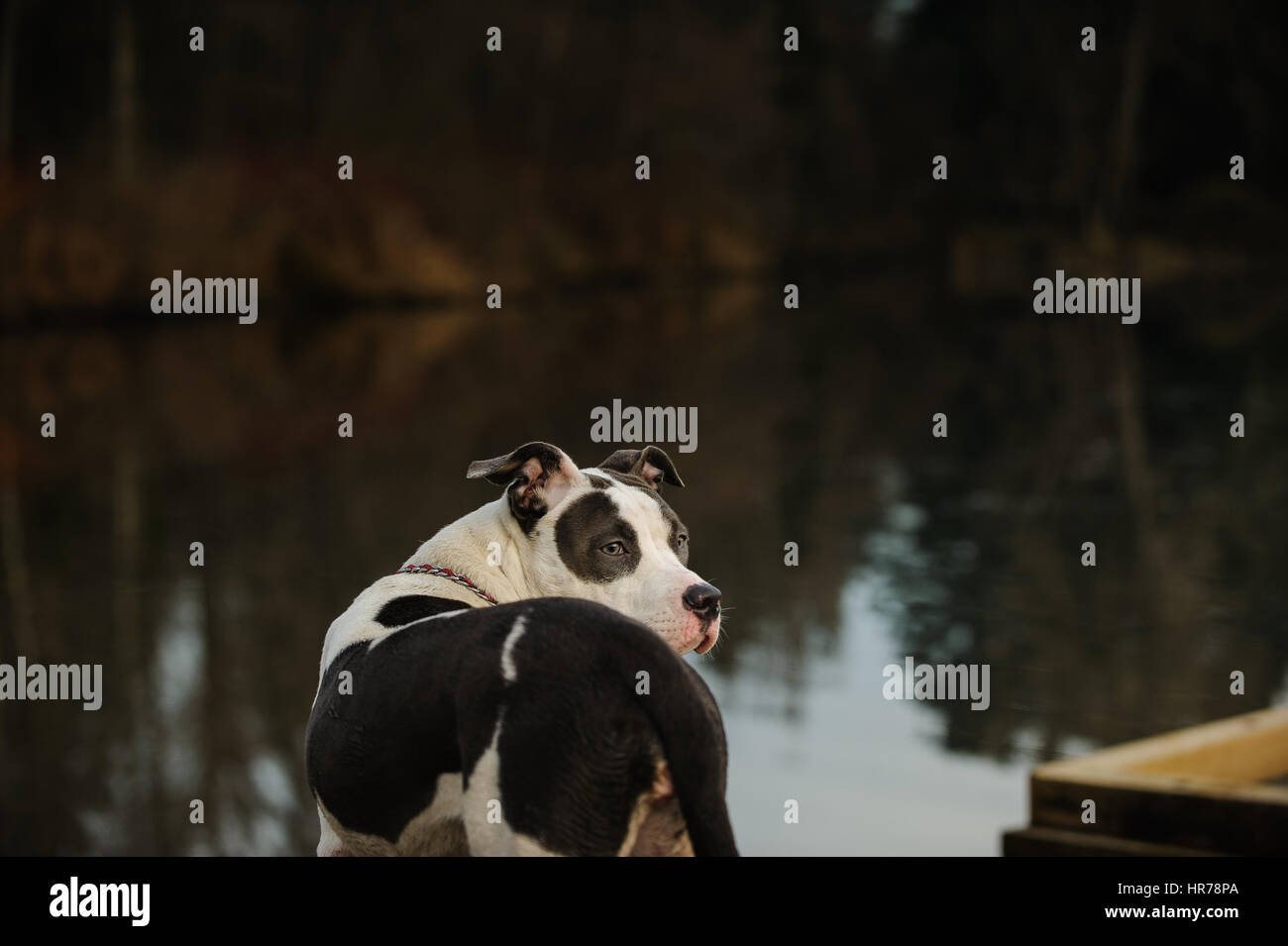 L'American Pit Bull Terrier cane Foto Stock