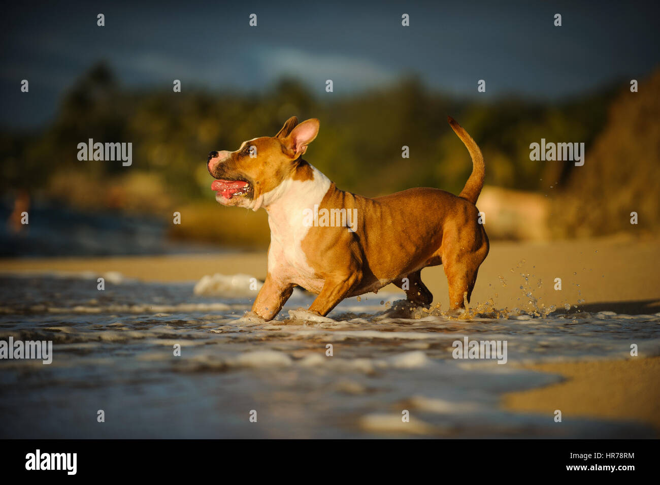 L'American Pit Bull Terrier cane Foto Stock