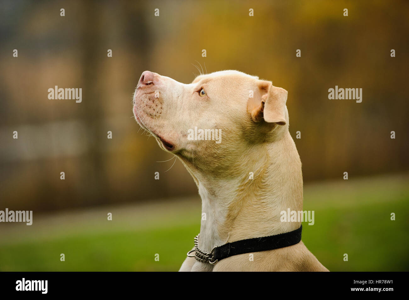L'American Pit Bull Terrier cane Foto Stock