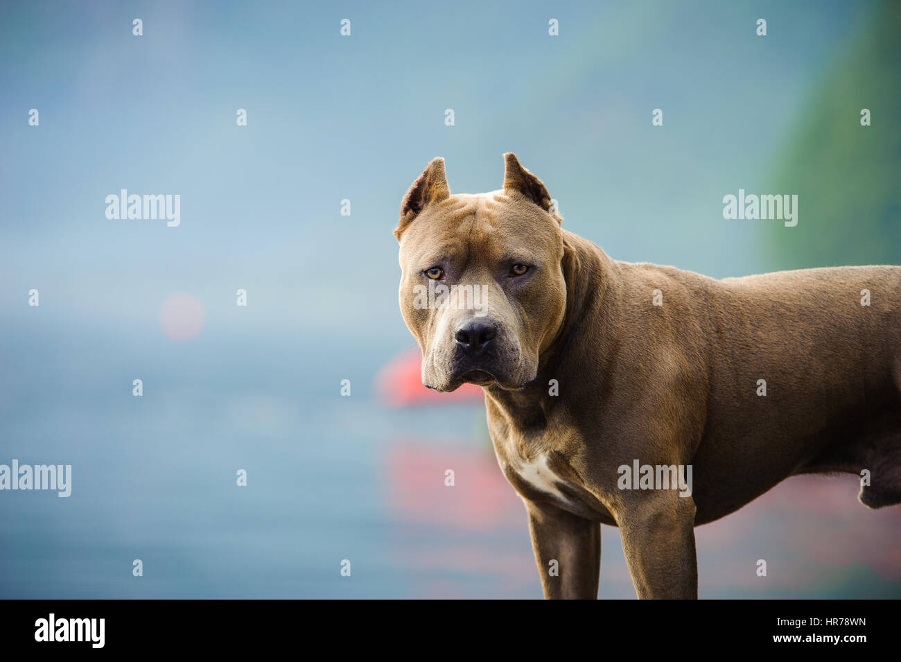 L'American Pit Bull Terrier cane Foto Stock