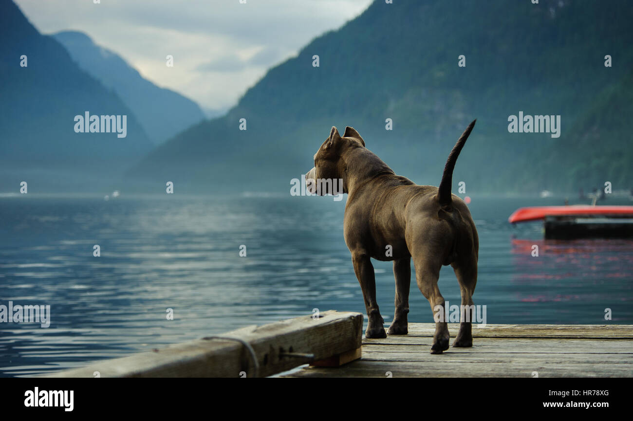 L'American Pit Bull Terrier cane Foto Stock