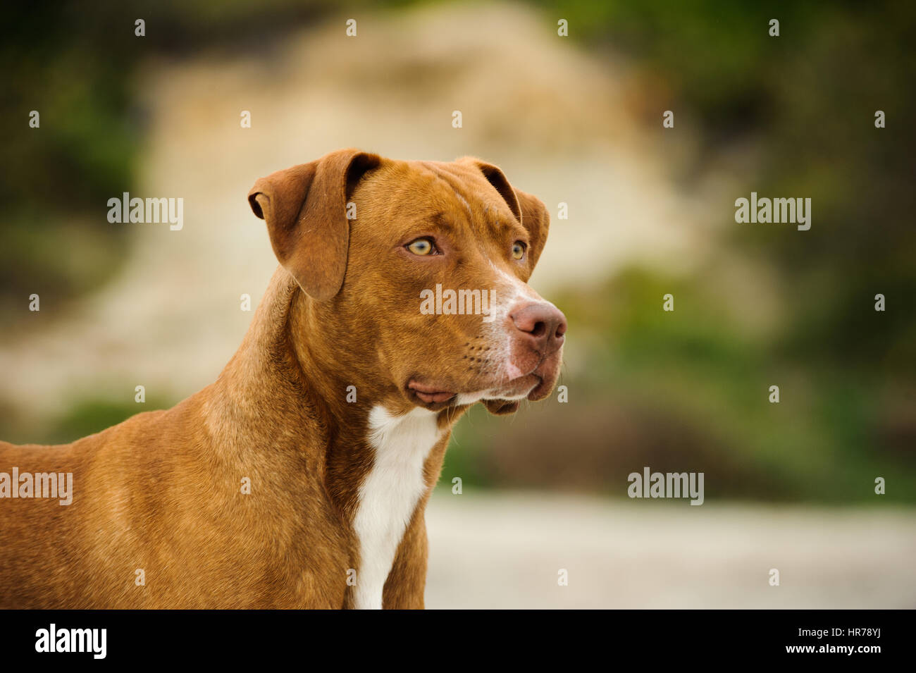 L'American Pit Bull Terrier cane Foto Stock
