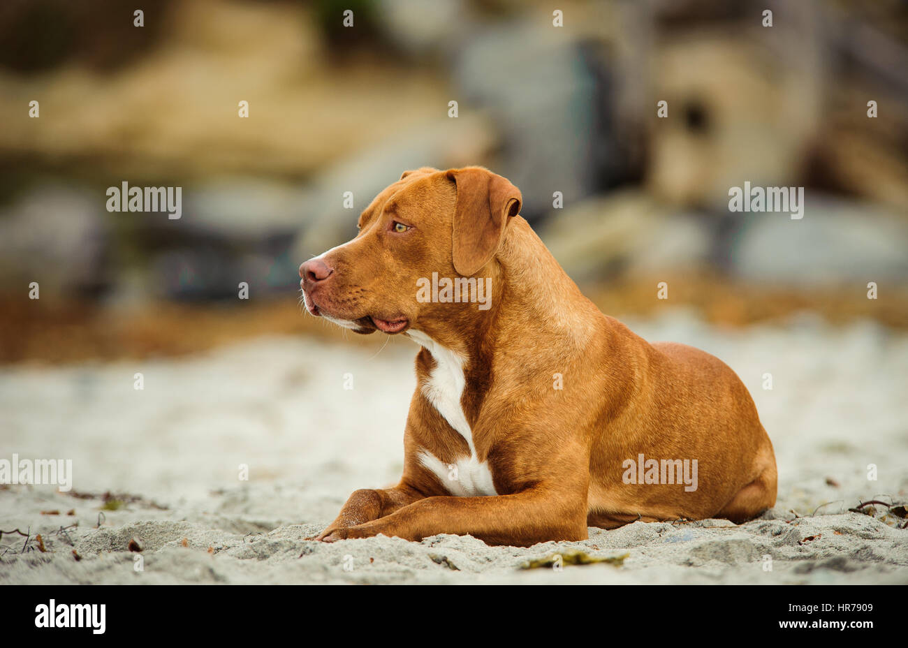 L'American Pit Bull Terrier cane Foto Stock