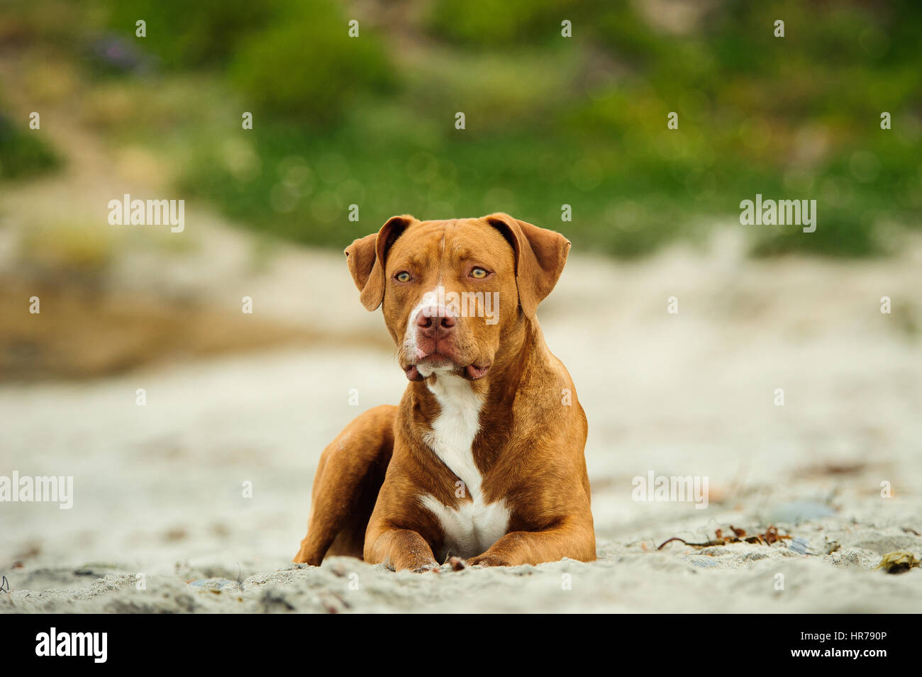 L'American Pit Bull Terrier cane Foto Stock