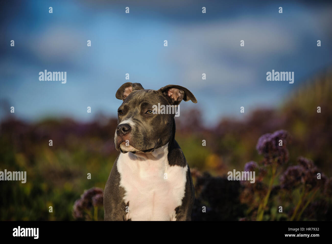 L'American Pit Bull Terrier cane Foto Stock