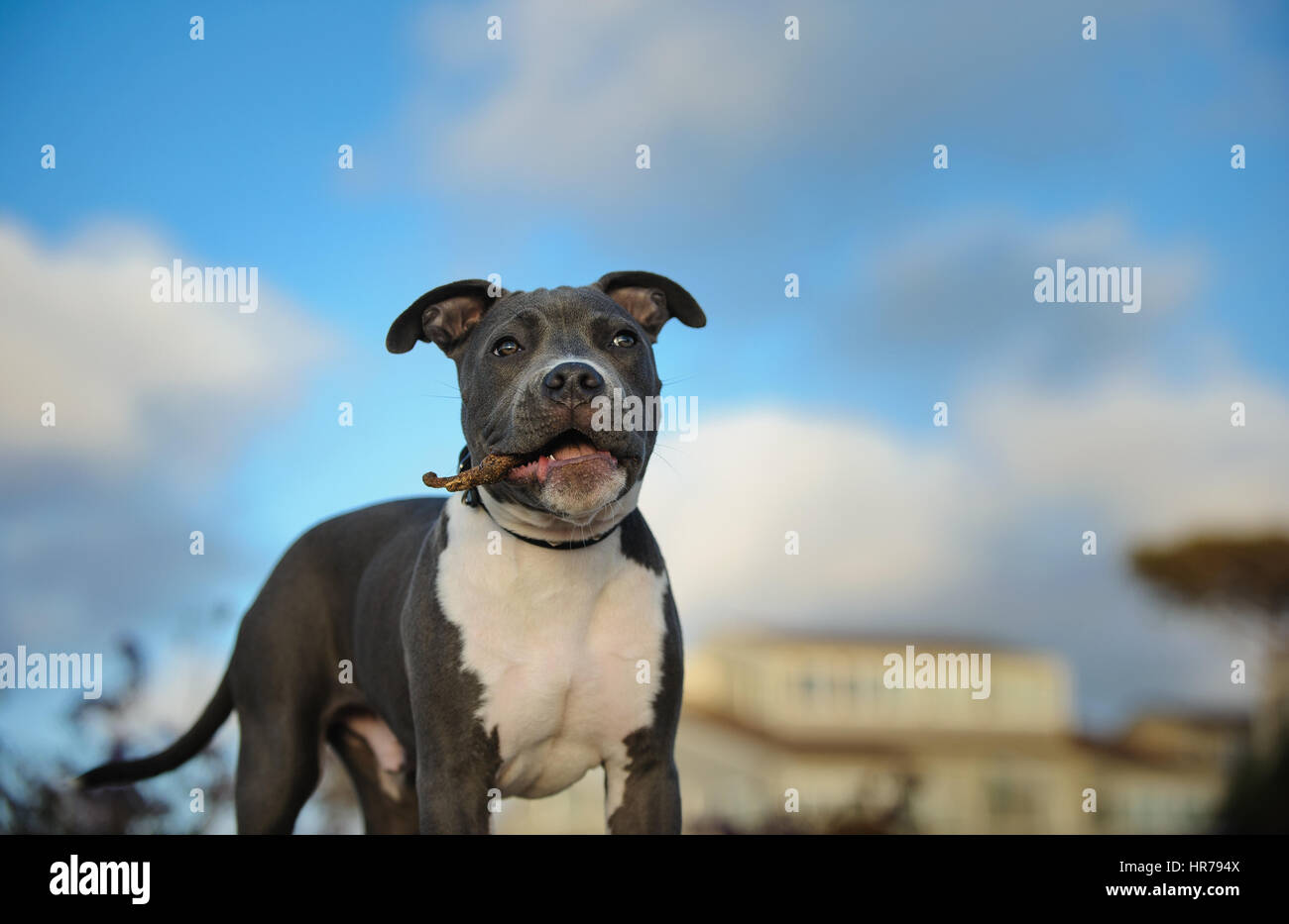 L'American Pit Bull Terrier cane Foto Stock