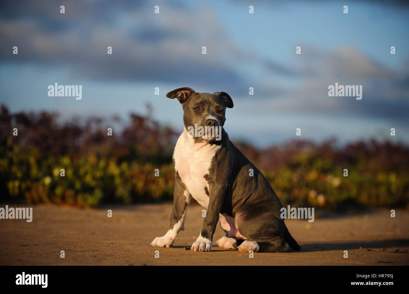 L'American Pit Bull Terrier cane Foto Stock
