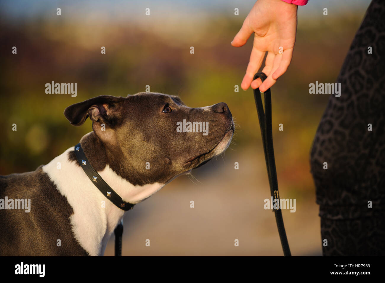 L'American Pit Bull Terrier cane Foto Stock