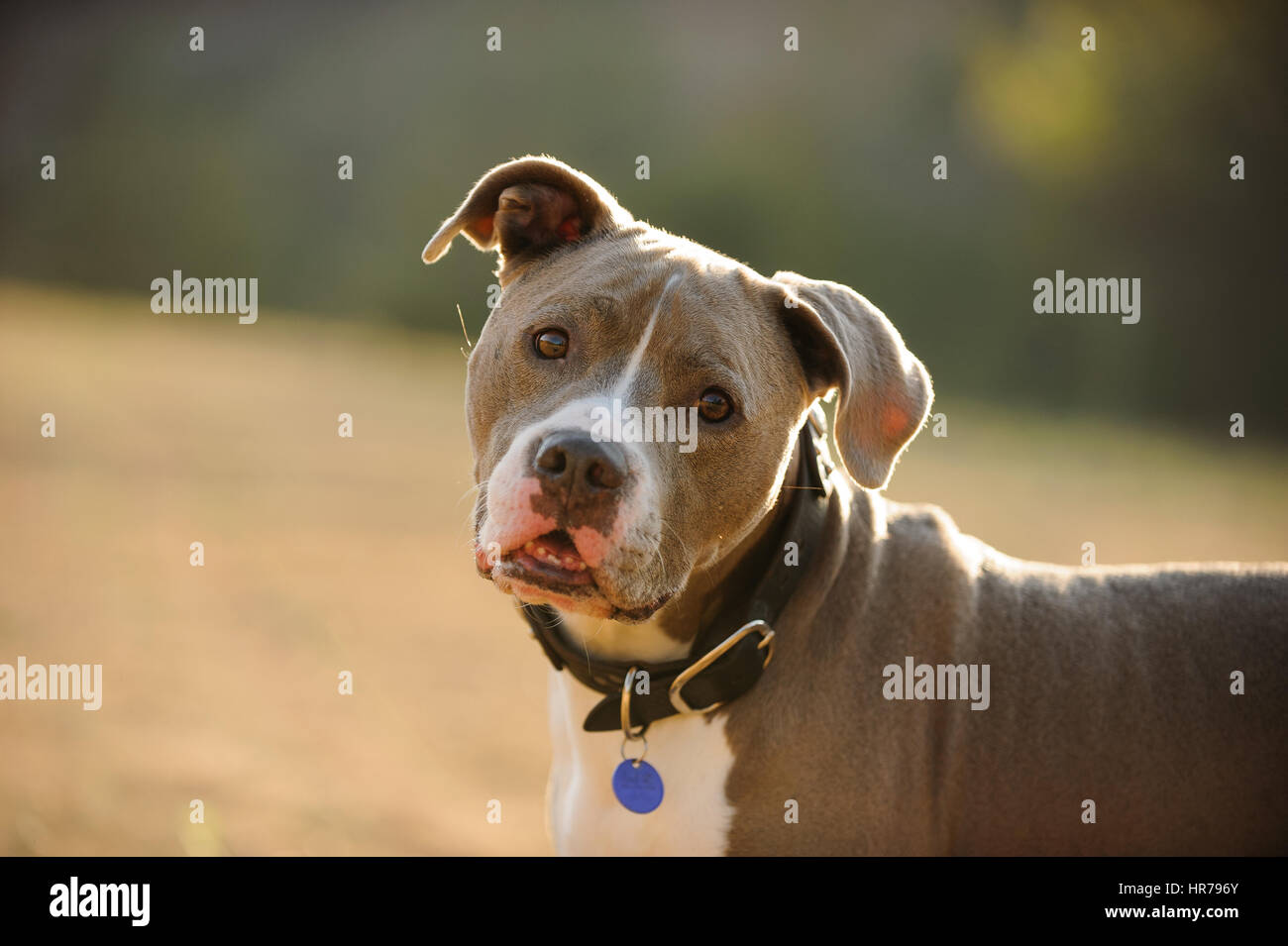 L'American Pit Bull Terrier cane Foto Stock